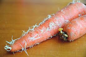 Carrots - image 2