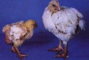 Exploring Poor Growth Perf in Broilers - Image 1