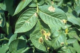 Potato - late blight - individual leaves - image 1