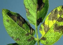 Potato Early Blight - image 111