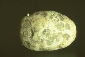 Potato Early Blight - image 333