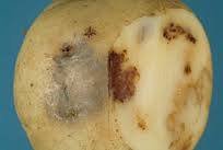 Potato Early Blight - image 4