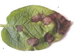 Potato Early Blight - image 5