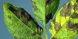 Potato Early Blight - image 111