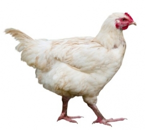 canstockphoto - live chicken - use this onea.jpg