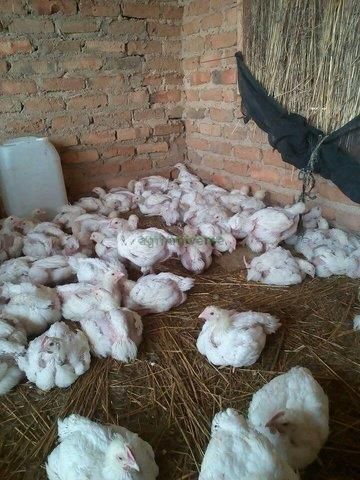 Broilers available for sale. Juru