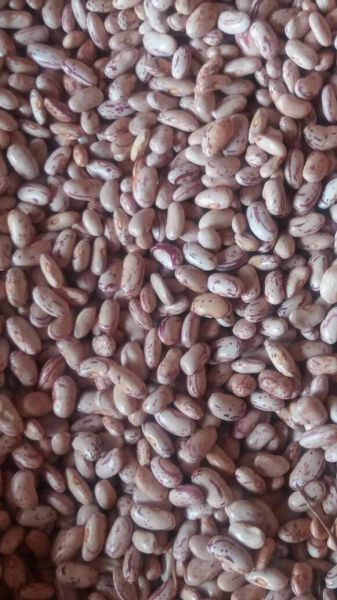 Local grade A sugarbeans / seed