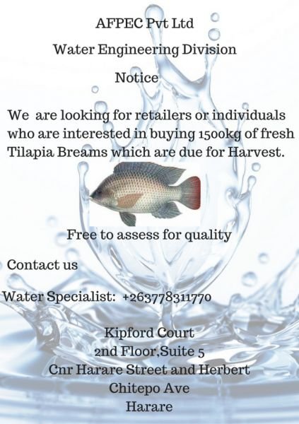 Tilapia Breams for sale