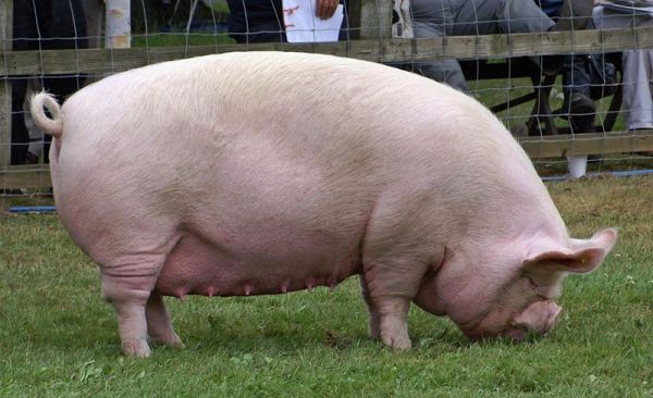 Pigs Wanted [PREGNANT YORKSHIRE BREED]