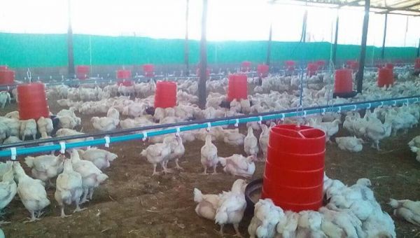 Broiler chicken automatic drinking system