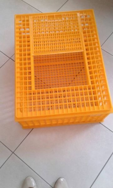 Chicken transferring baskets for sale