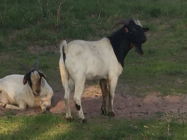 Boer Goats for Sale