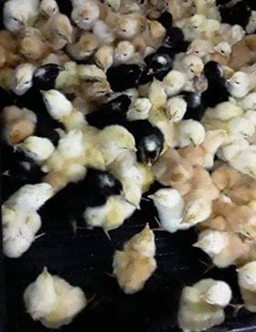 Kuroiler day old chicks for sale. Harare