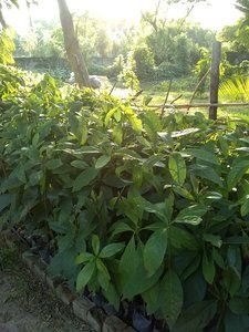 AVOCADO seedlings for sale!