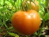 Available firm farm fresh tomatoes @ $600/tonne