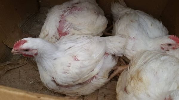 Big broilers for sale in Harare