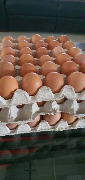 Eggs for sale in Harare