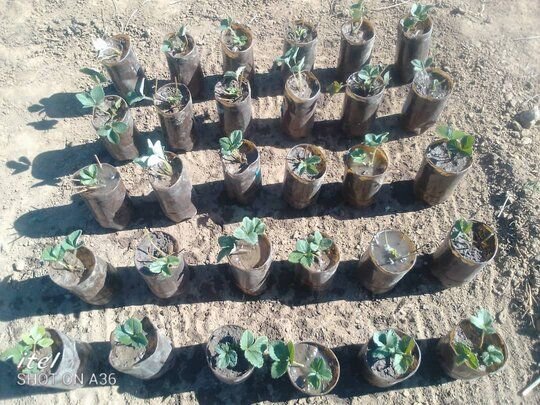 Strawberry plants