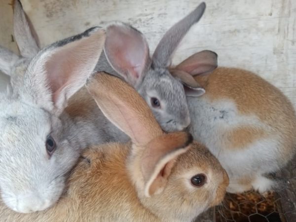 Rabbits for sale and delivery in Harare