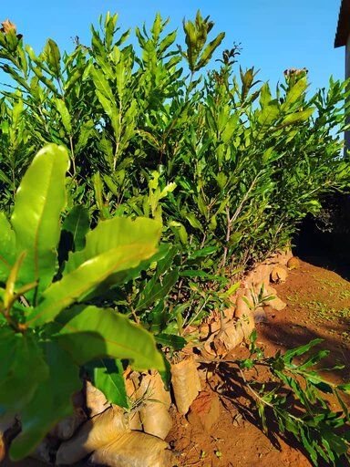 Beaumont Macadamia seedlings