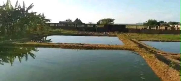 Pond Construction