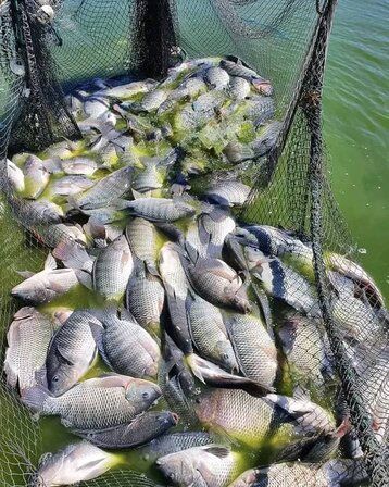 Fish Seed and Feeds