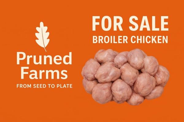 For Sale Bulk Broiler chickens
