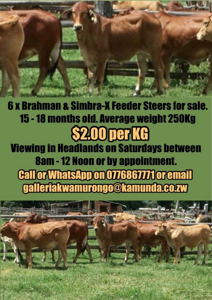 For Sale 6 x Brahman and Simbrah feeder steers at $1.60 per kilogram.