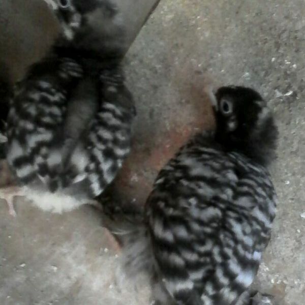 Roadrunner chicks, boshvelds, keokeok, harcons for sale