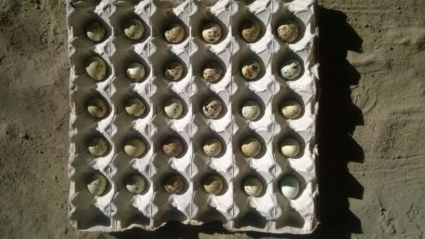 Quail eggs for sale in Highfields