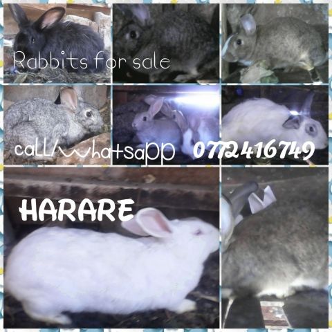 Pregnant rabbits for sale today at only $15