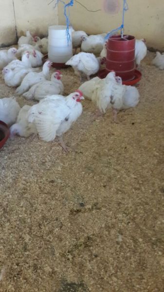 Very big broilers for sale. Average weight above 3kg - Harare