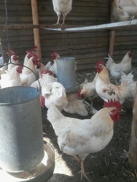 Broilers for sale. Average weight 2.5kg