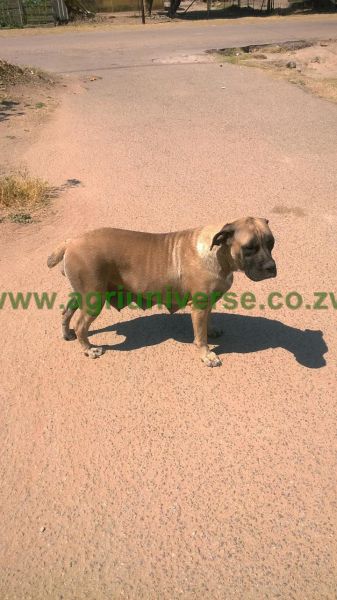 Boerboel, good guard dogs for your properties for sale