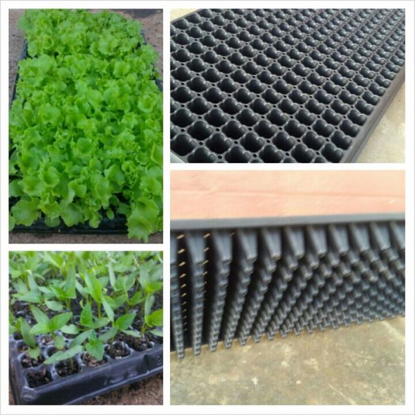 Seeding trays (hydropolythene plastic) for sale