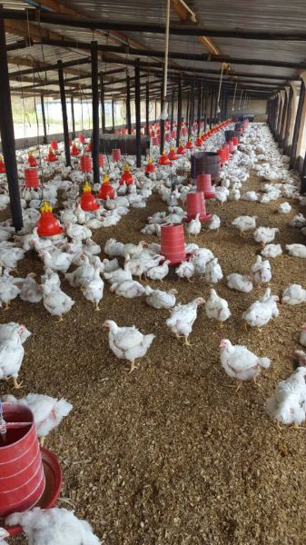 Live broiler chickens for sale in Ruwa. $4 per bird