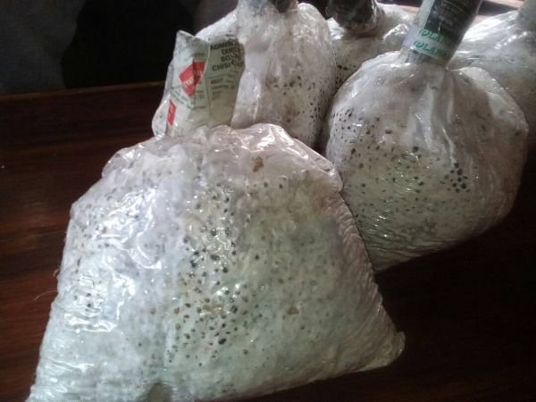 Grey Oyster Mushroom Spawn (seed) for sale